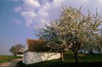 Obstbaum in einer Kellergasse Obstbaum in einer Kellergasse