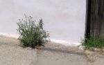 Distel Distel